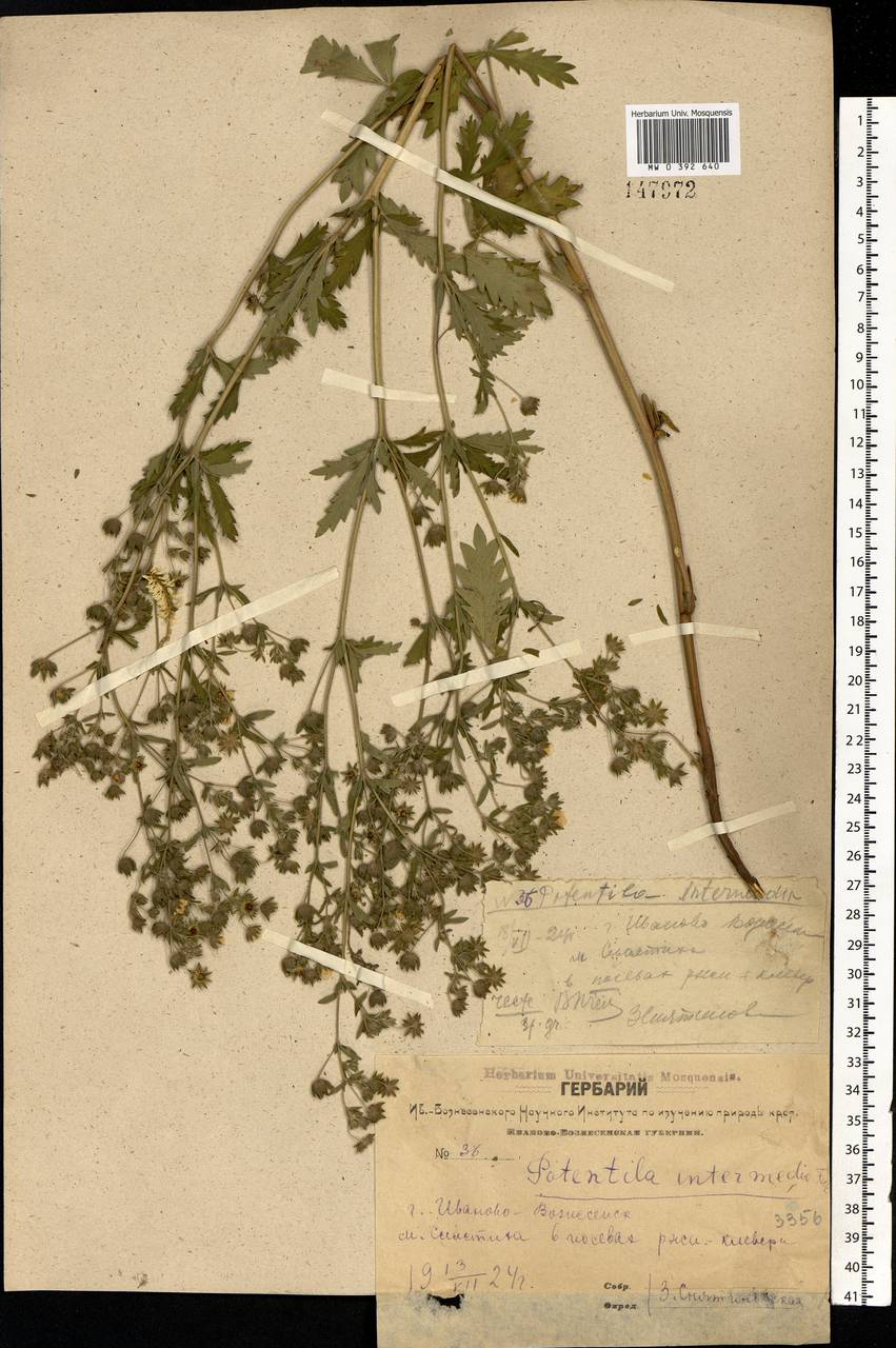Potentilla intermedia L., Eastern Europe, Central forest region (E5) (Russia)