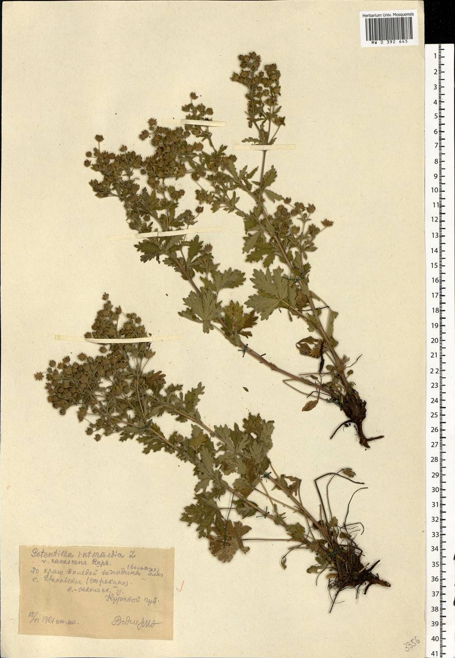 Potentilla intermedia L., Eastern Europe, Central forest-and-steppe region (E6) (Russia)