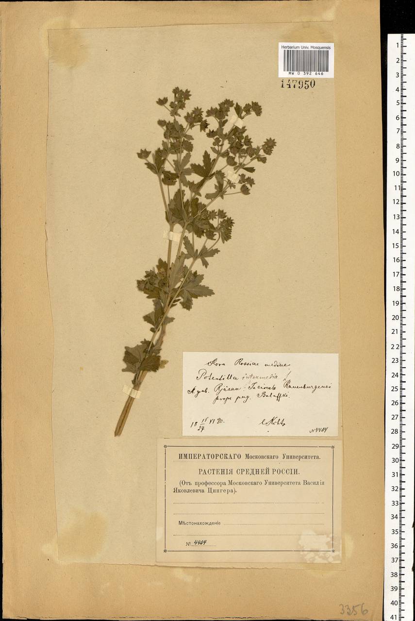 Potentilla intermedia L., Eastern Europe, Central forest-and-steppe region (E6) (Russia)