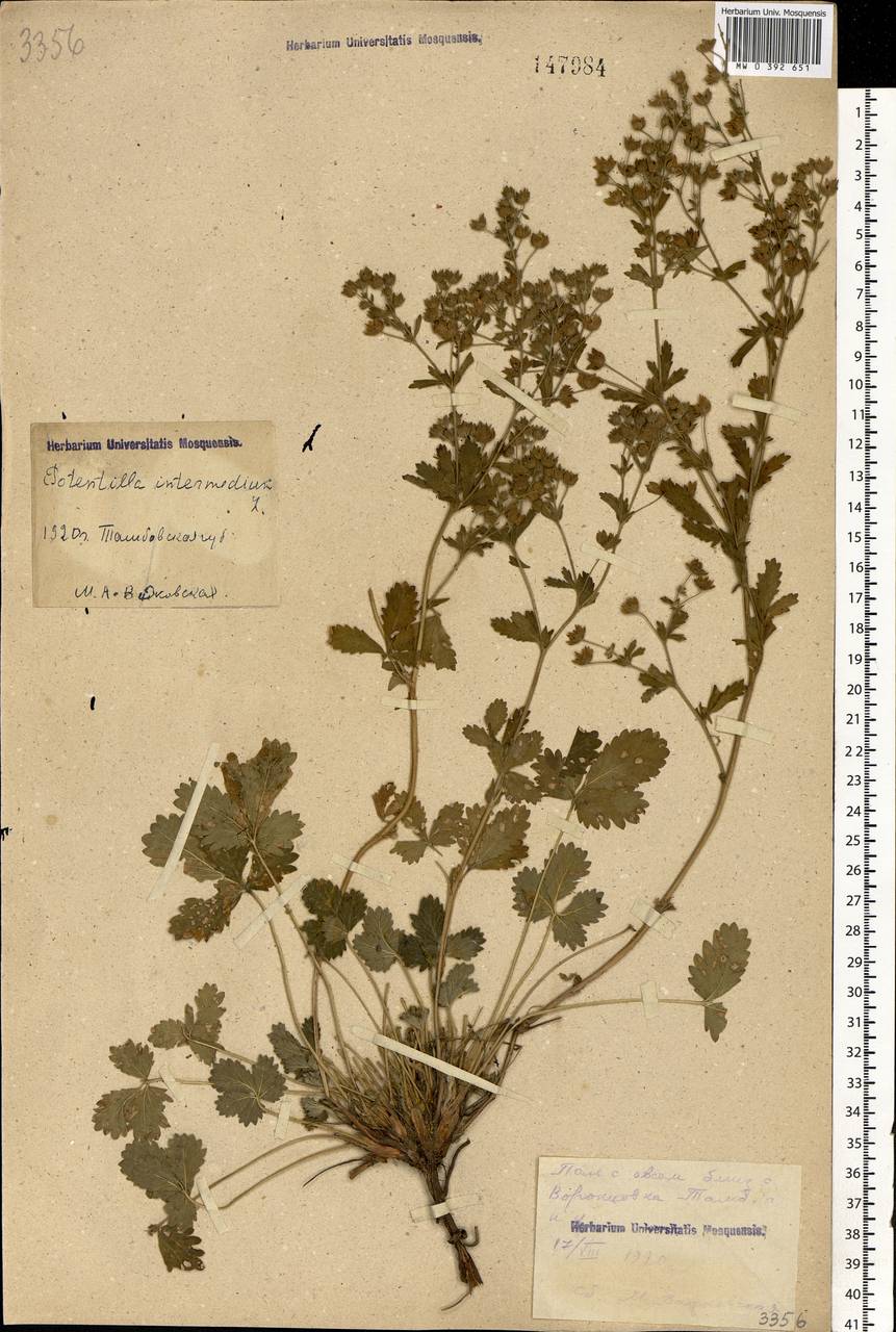Potentilla intermedia L., Eastern Europe, Central forest-and-steppe region (E6) (Russia)