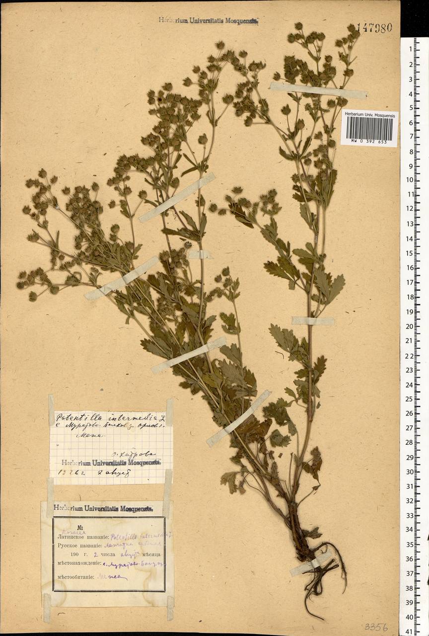 Potentilla intermedia L., Eastern Europe, Central forest-and-steppe region (E6) (Russia)