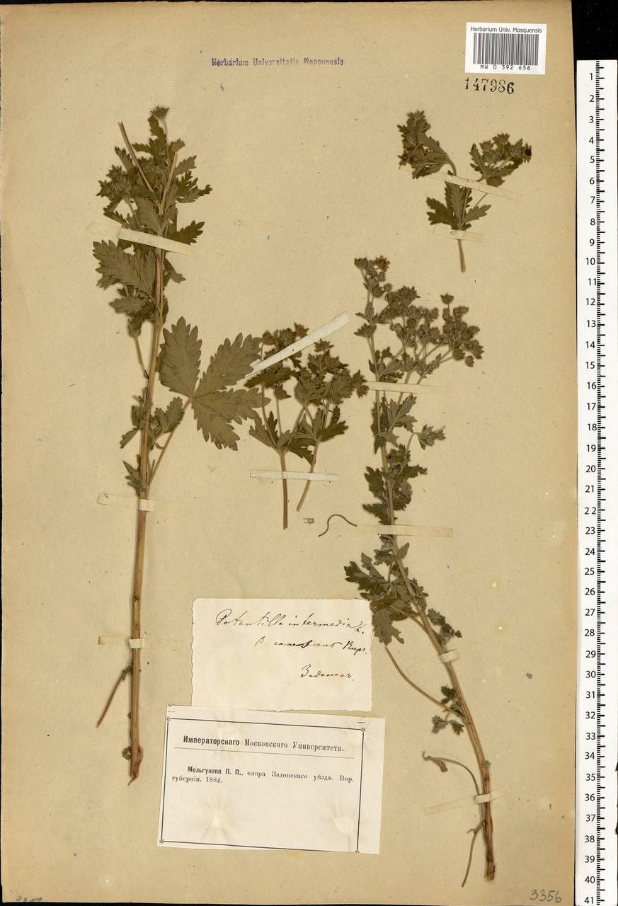 Potentilla intermedia L., Eastern Europe, Central forest-and-steppe region (E6) (Russia)