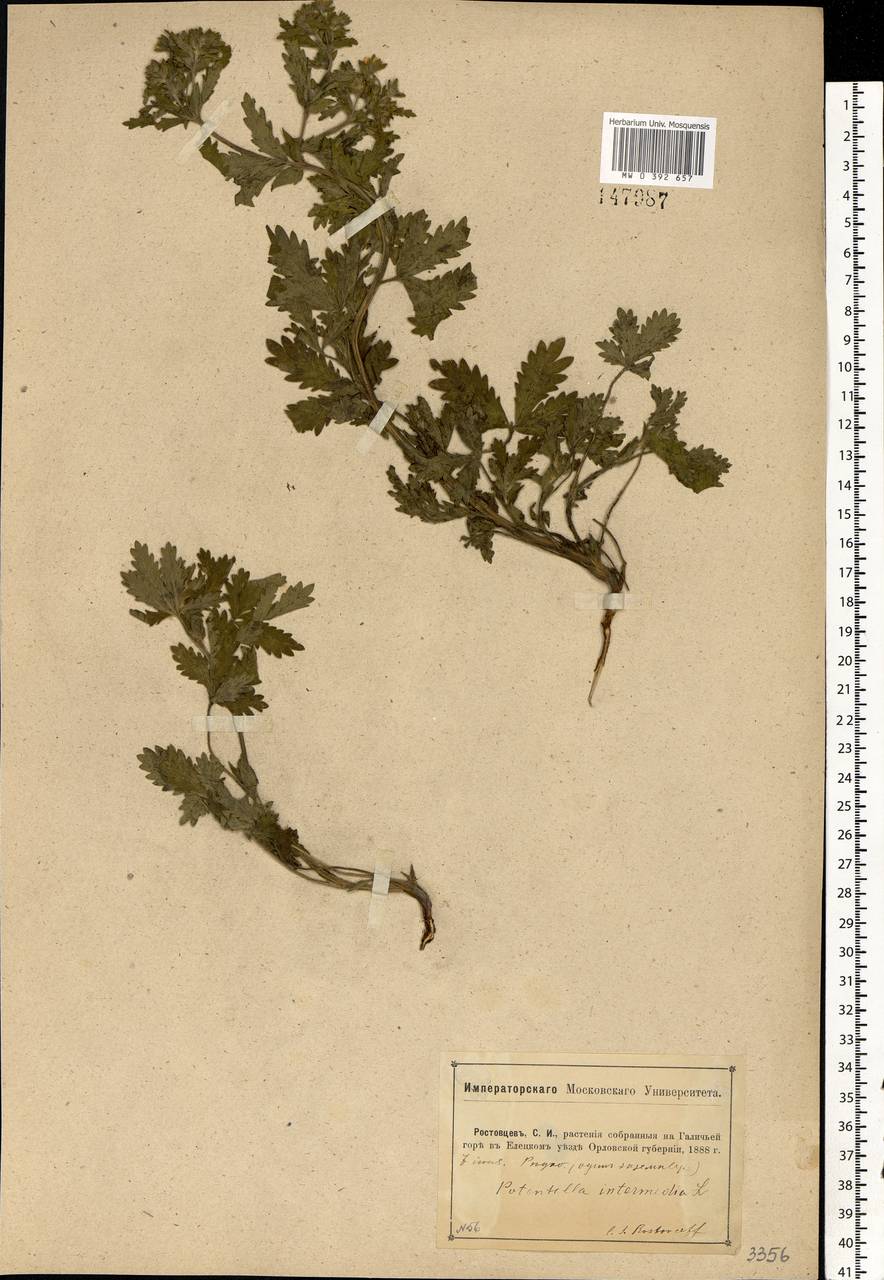 Potentilla intermedia L., Eastern Europe, Central forest-and-steppe region (E6) (Russia)