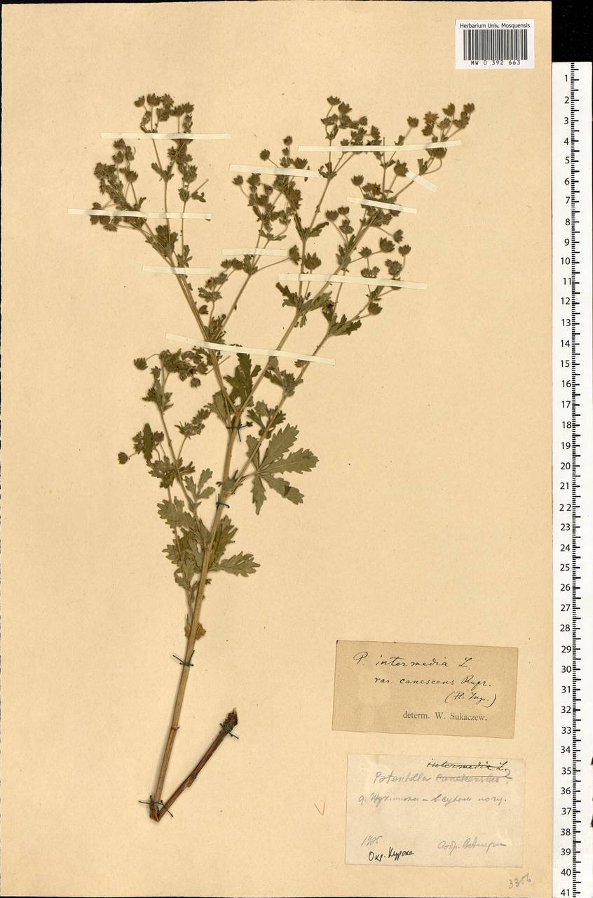 Potentilla intermedia L., Eastern Europe, Central forest-and-steppe region (E6) (Russia)