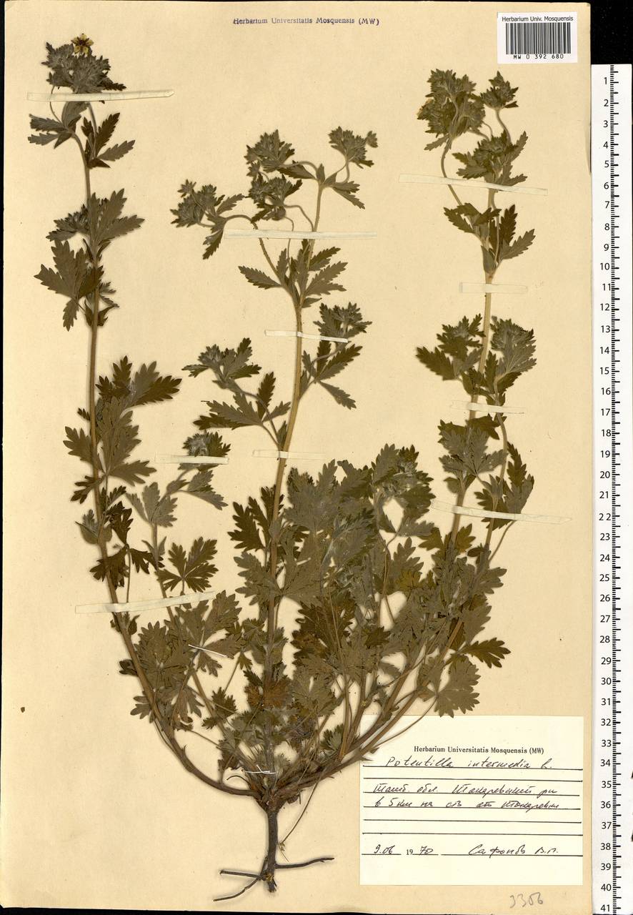 Potentilla intermedia L., Eastern Europe, Central forest-and-steppe region (E6) (Russia)