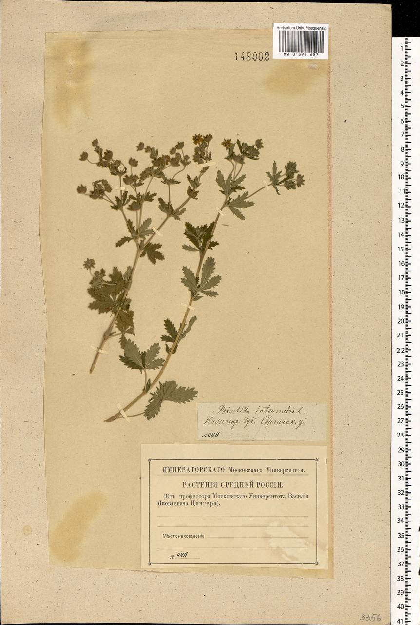 Potentilla intermedia L., Eastern Europe, Volga-Kama region (E7) (Russia)