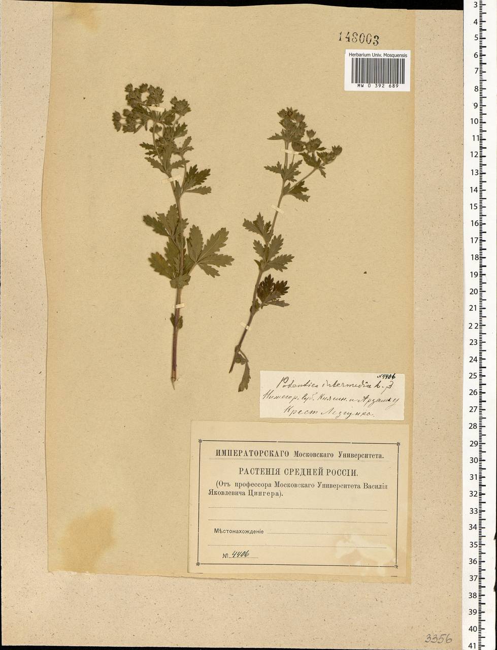 Potentilla intermedia L., Eastern Europe, Volga-Kama region (E7) (Russia)