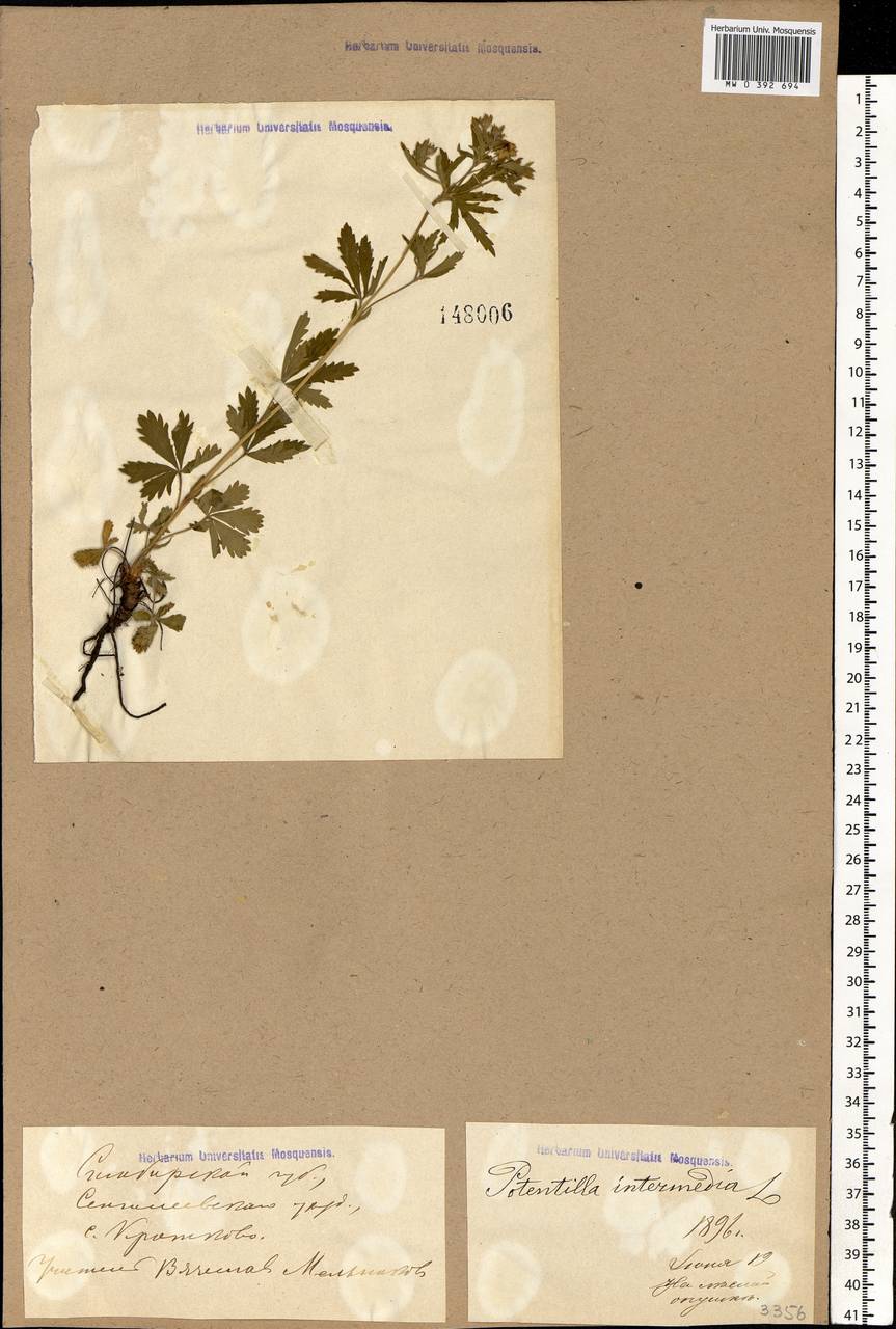 Potentilla intermedia L., Eastern Europe, Middle Volga region (E8) (Russia)