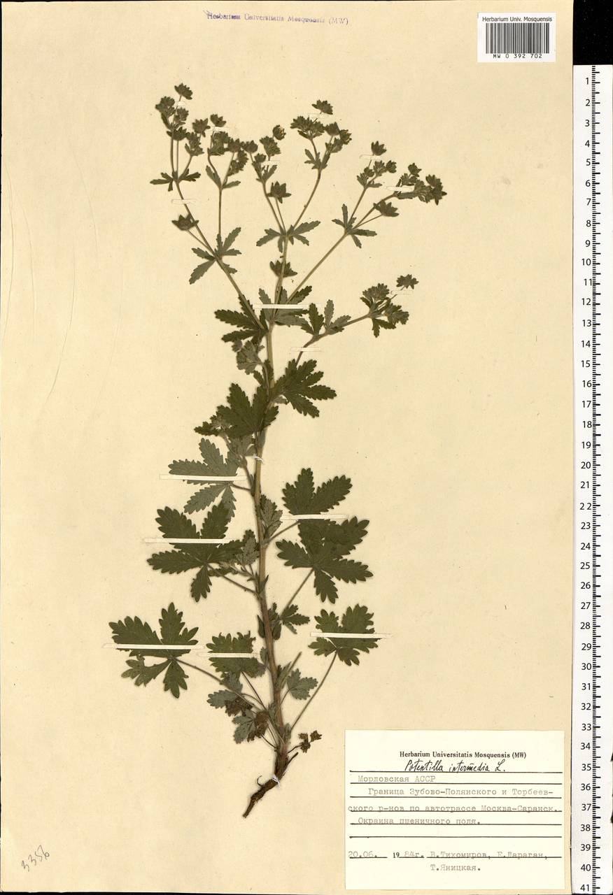 Potentilla intermedia L., Eastern Europe, Middle Volga region (E8) (Russia)
