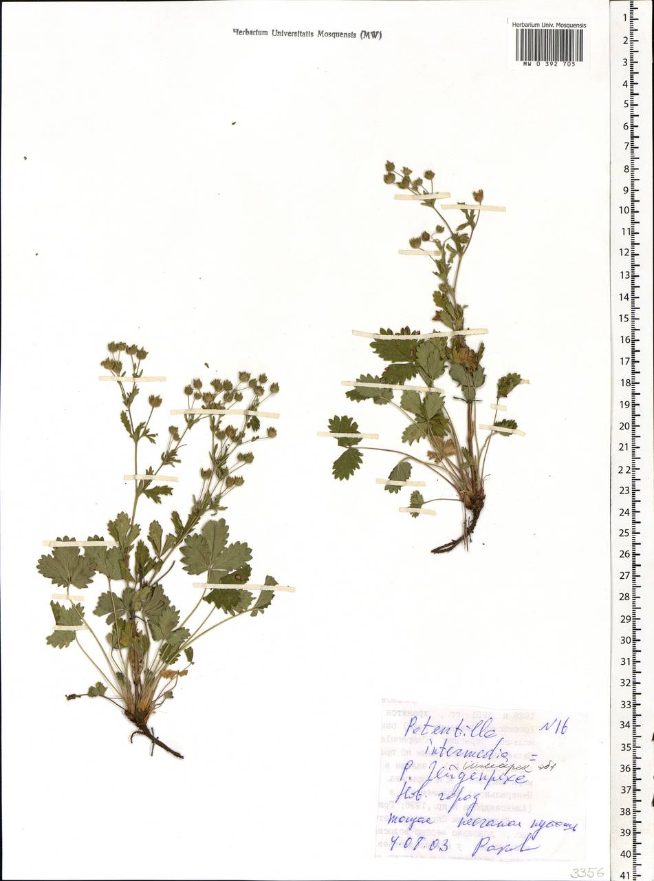 Potentilla intermedia L., Eastern Europe, Middle Volga region (E8) (Russia)