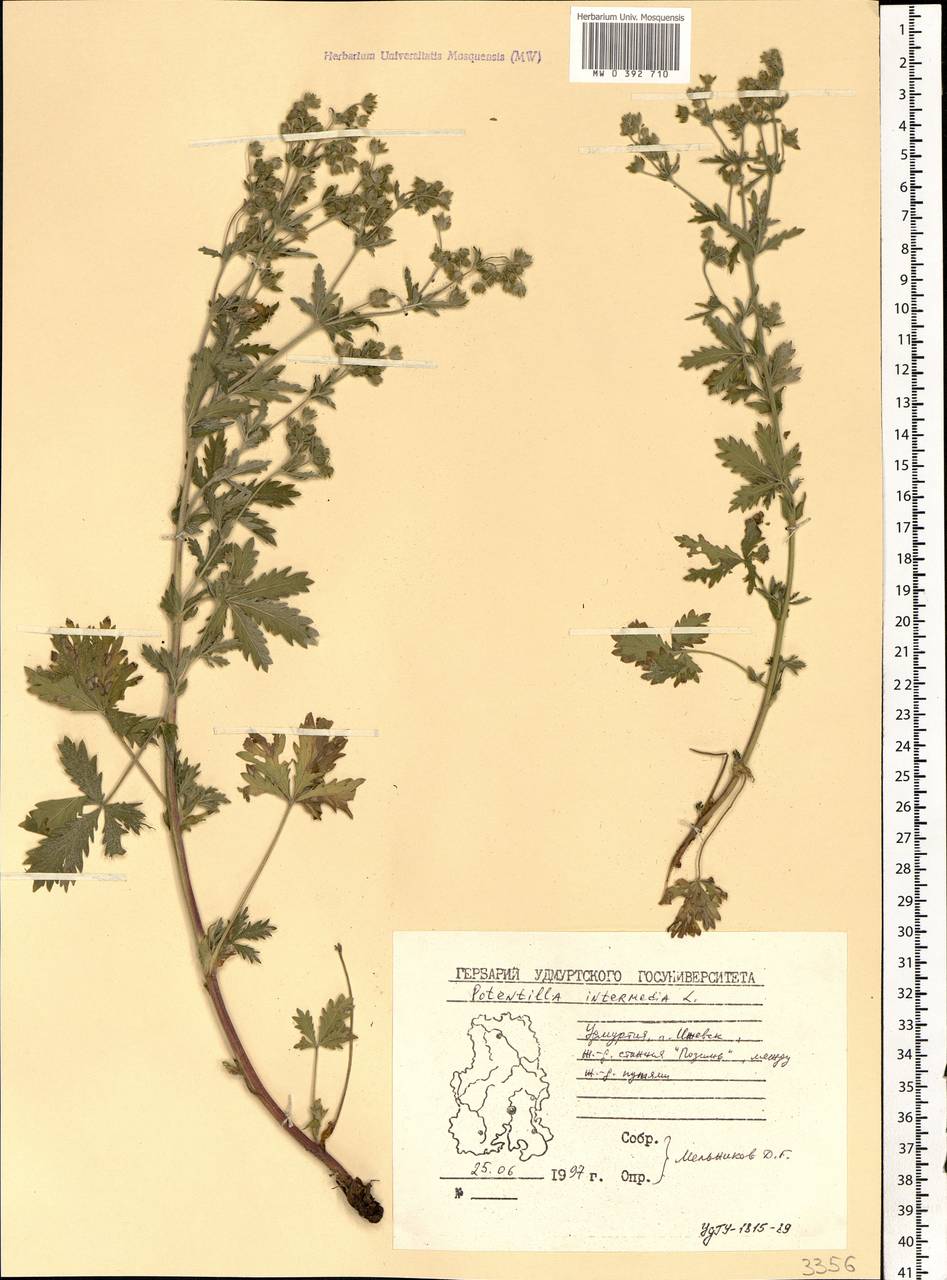 Potentilla intermedia L., Eastern Europe, Volga-Kama region (E7) (Russia)