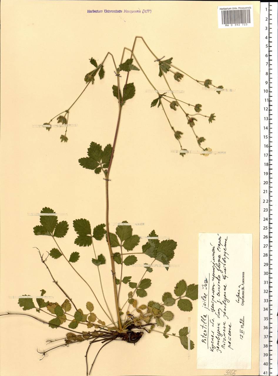 Drymocallis jailae (Juz.) Soják, Eastern Europe, Central forest-and-steppe region (E6) (Russia)
