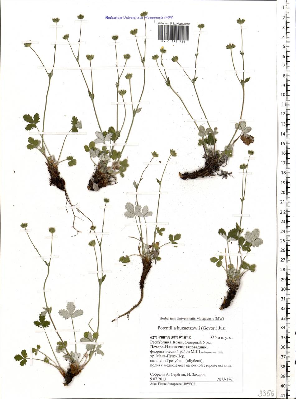 Potentilla chamissonis Hultén, Eastern Europe, Northern region (E1) (Russia)