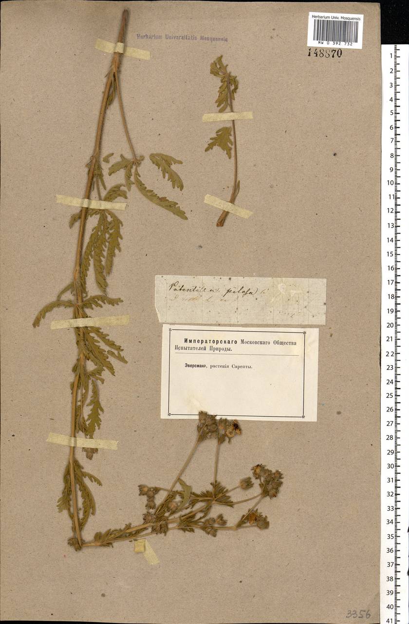 Potentilla recta subsp. laciniosa (Kit. ex Nestler) Nyman, Eastern Europe, Lower Volga region (E9) (Russia)
