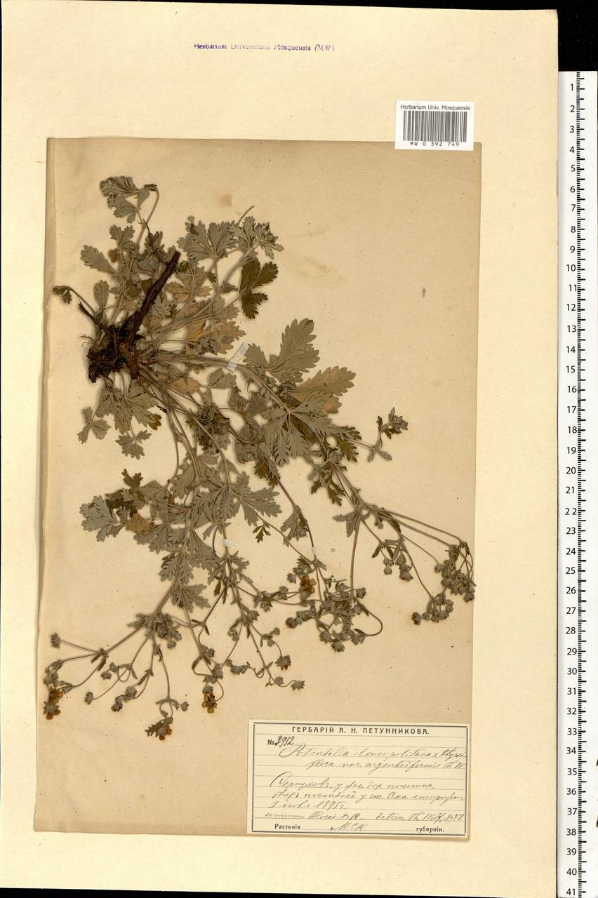 Potentilla leucopolitana P. J. Müll. ex F. W. Schultz, Eastern Europe, Moscow region (E4a) (Russia)