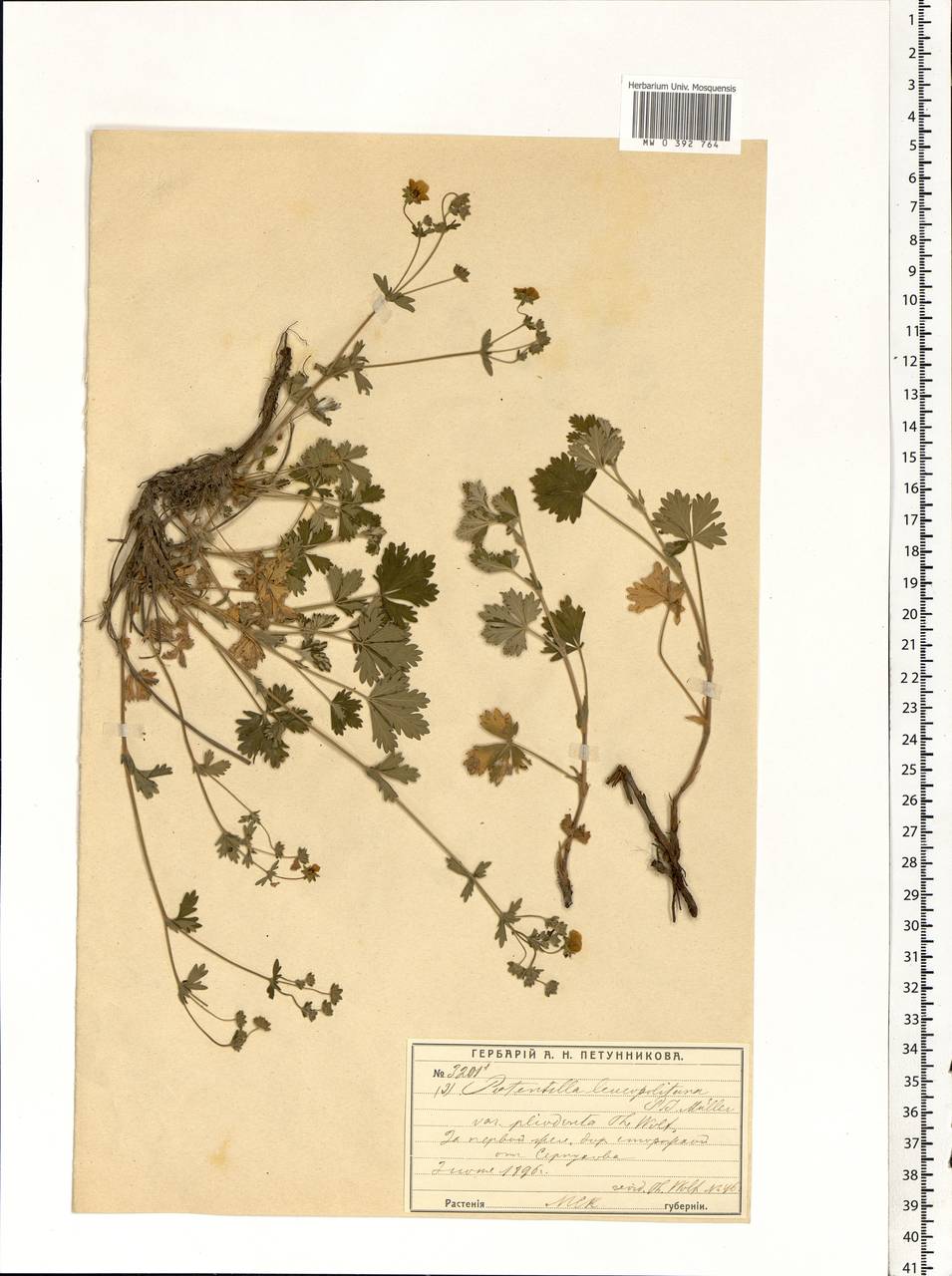 Potentilla leucopolitana P. J. Müll. ex F. W. Schultz, Eastern Europe, Moscow region (E4a) (Russia)