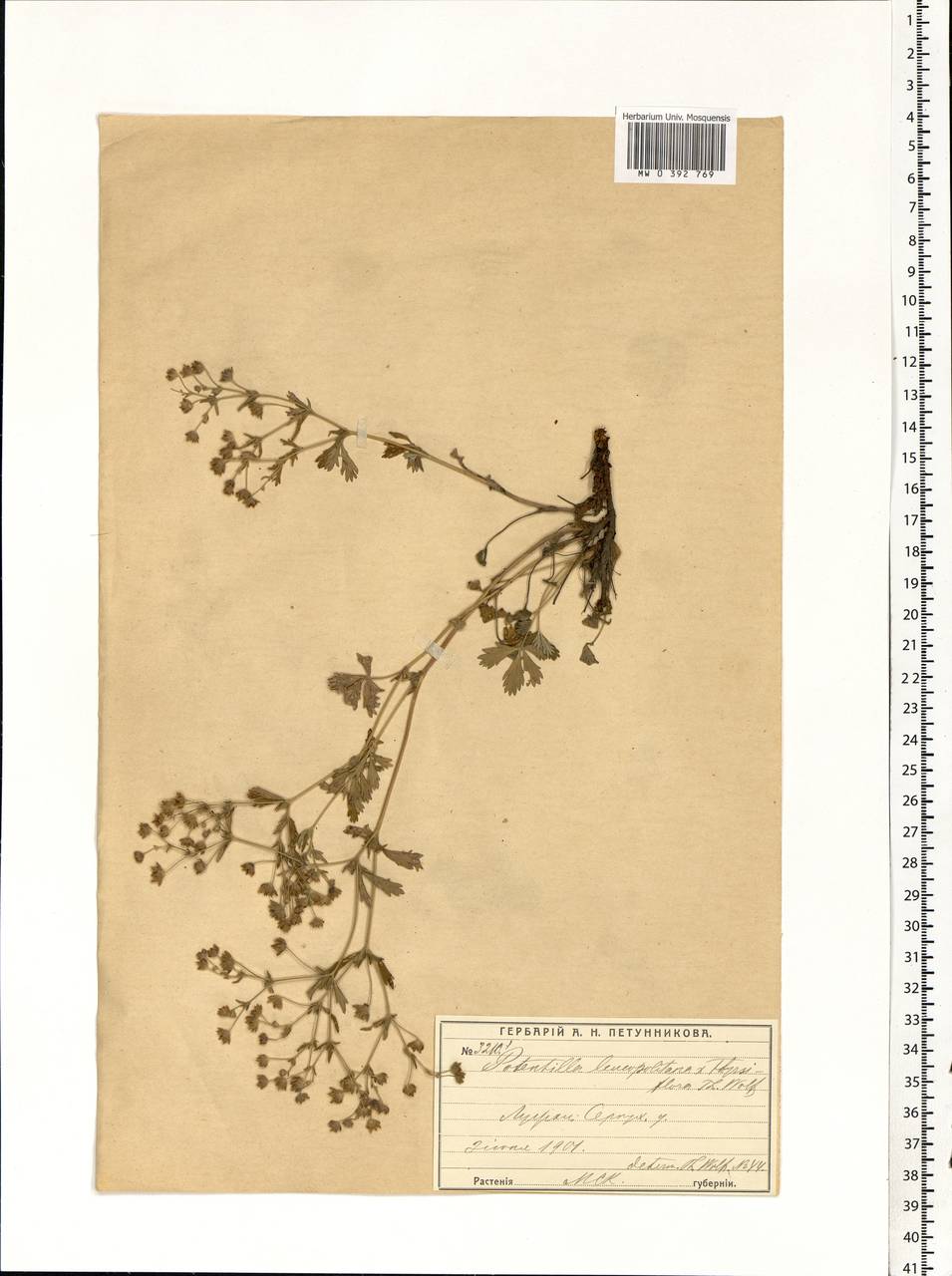 Potentilla leucopolitana P. J. Müll. ex F. W. Schultz, Eastern Europe, Moscow region (E4a) (Russia)