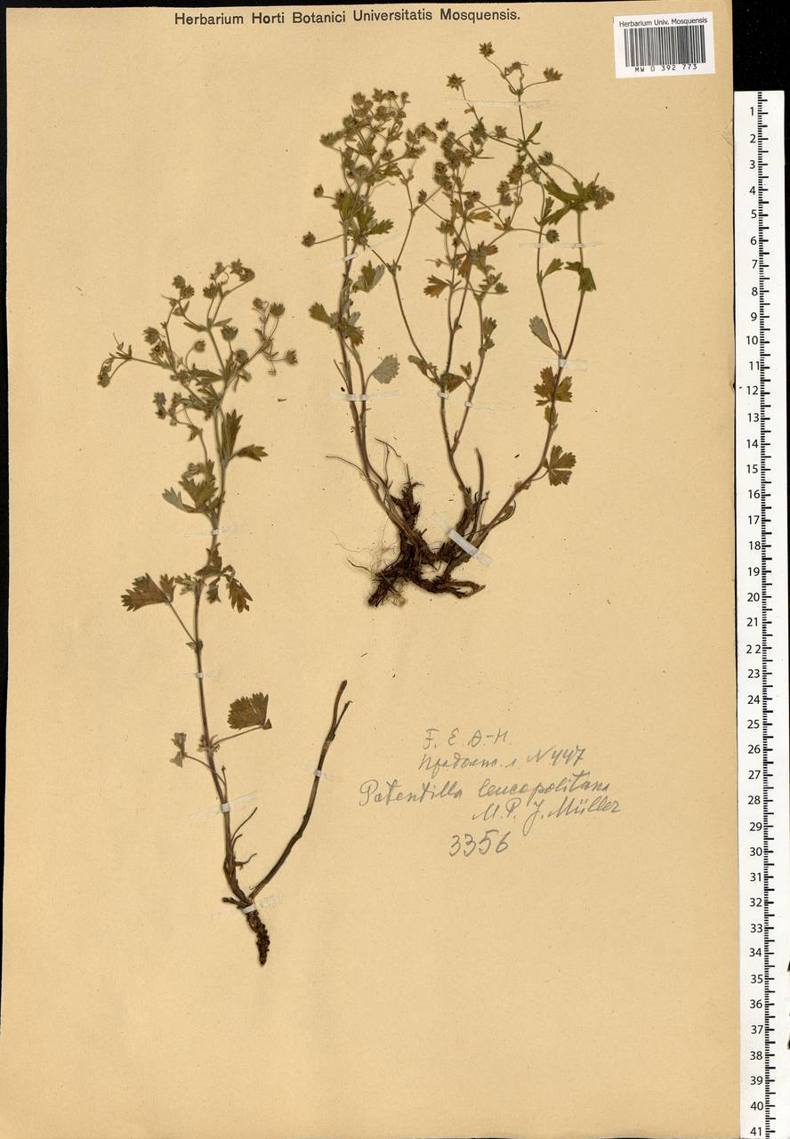 Potentilla lindackeri Tausch, Eastern Europe, West Ukrainian region (E13) (Ukraine)