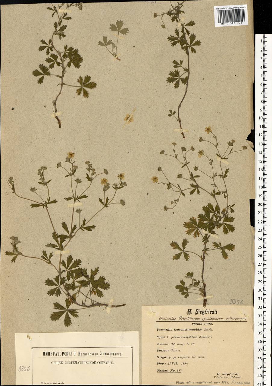 Potentilla lindackeri Tausch, Eastern Europe, West Ukrainian region (E13) (Ukraine)