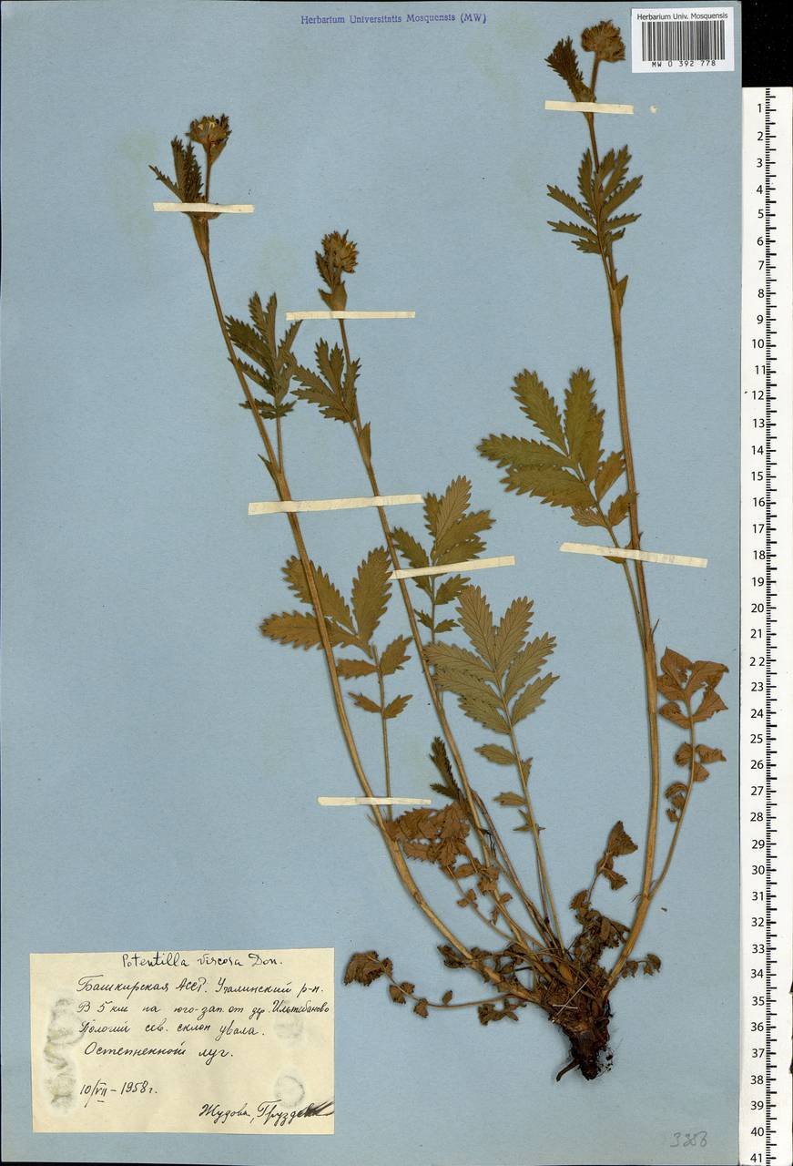 Potentilla longifolia Willd., Eastern Europe, Eastern region (E10) (Russia)