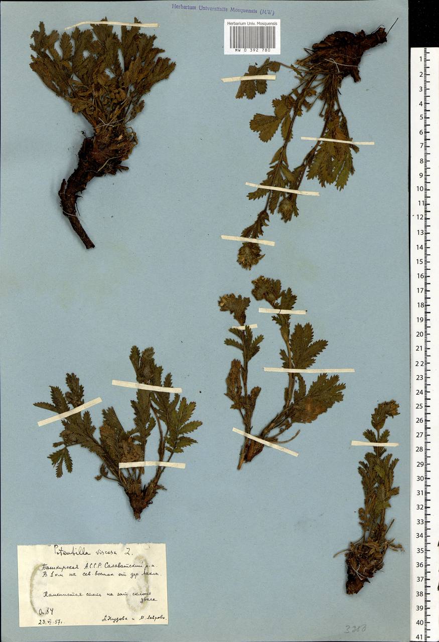 Potentilla longifolia Willd., Eastern Europe, Eastern region (E10) (Russia)