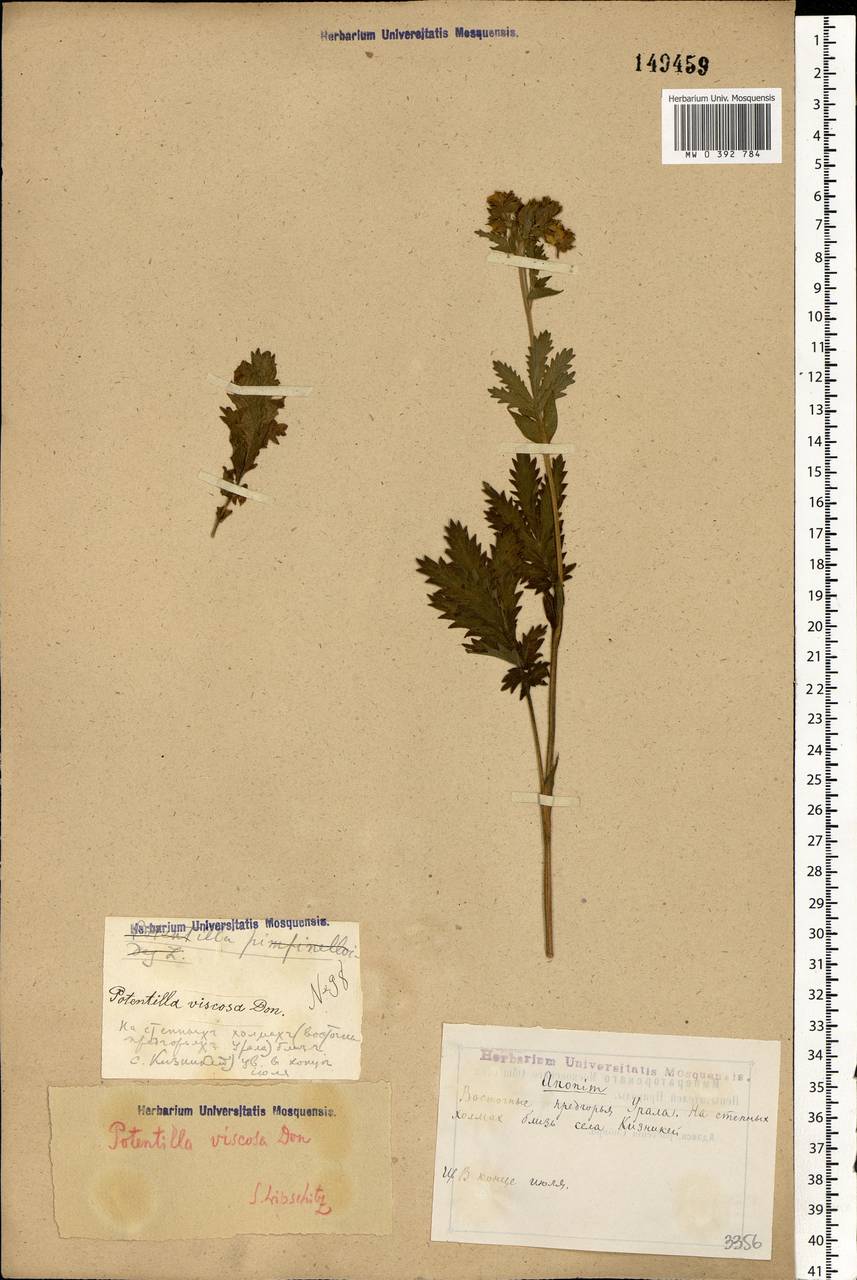 Potentilla longifolia Willd., Eastern Europe, Eastern region (E10) (Russia)