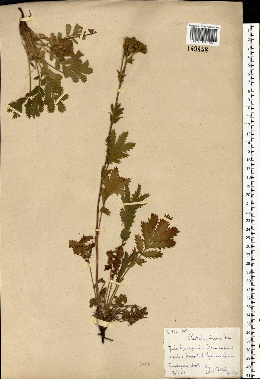 Potentilla longifolia Willd., Eastern Europe, Eastern region (E10) (Russia)