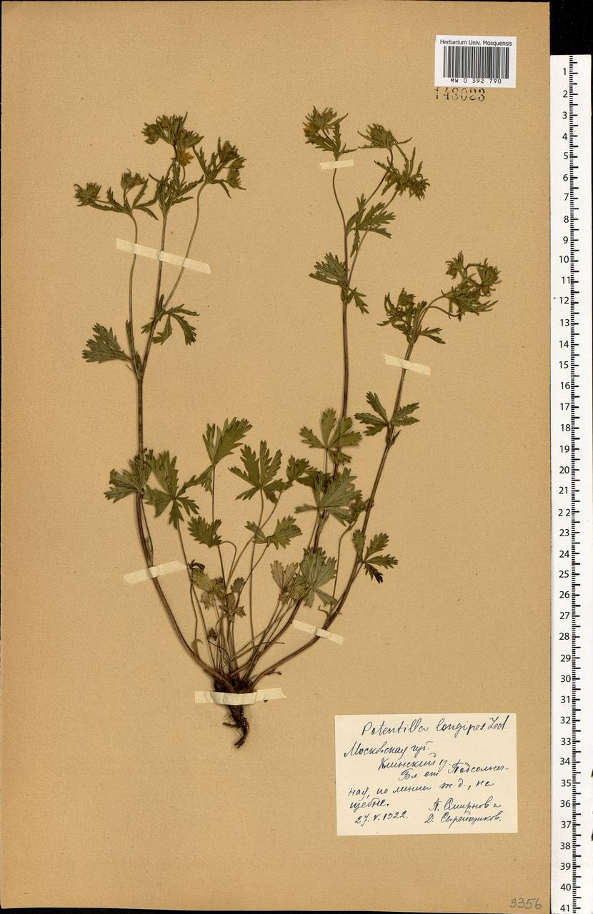 Potentilla longipes Ledeb., Eastern Europe, Moscow region (E4a) (Russia)