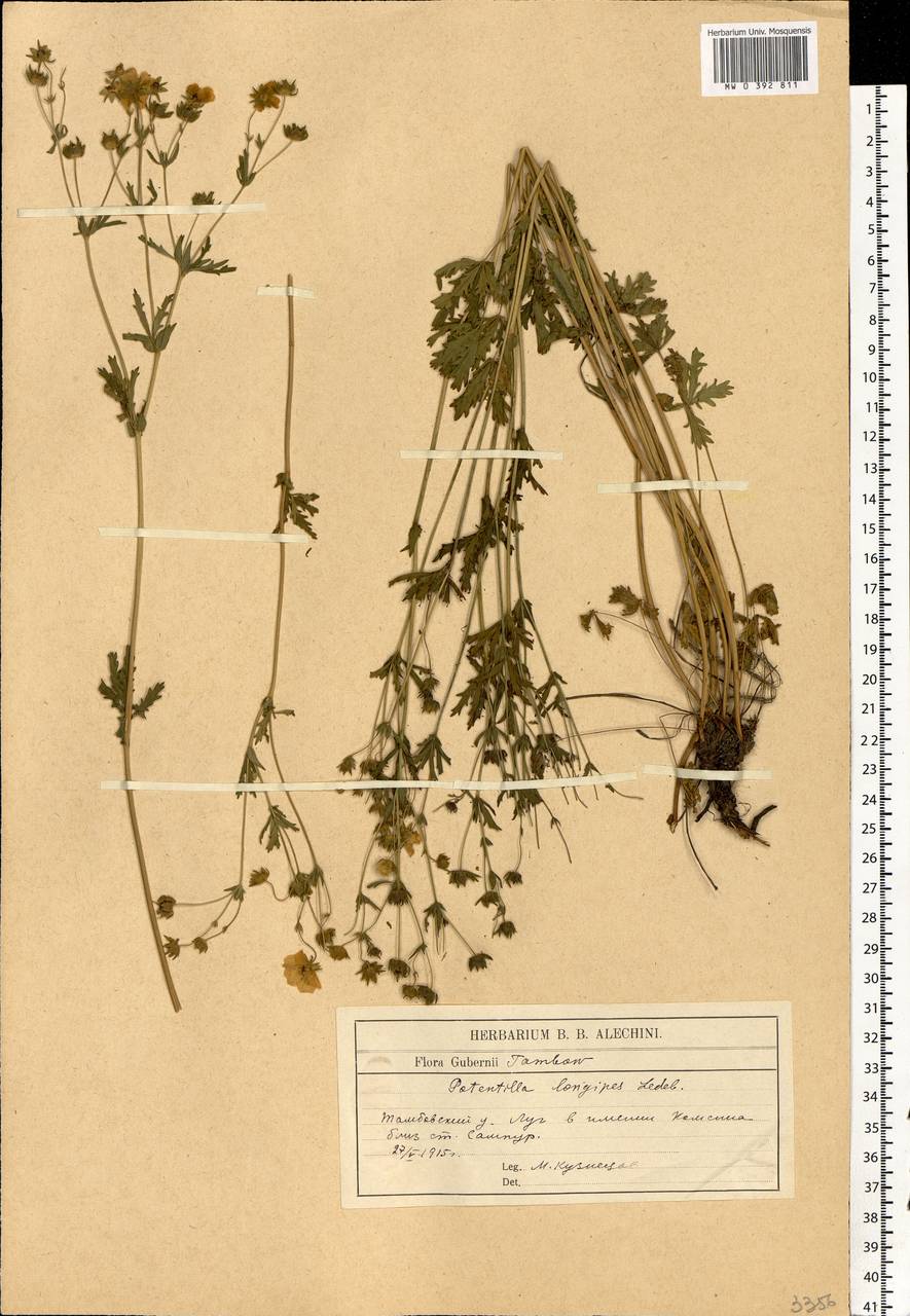 Potentilla longipes Ledeb., Eastern Europe, Central forest-and-steppe region (E6) (Russia)