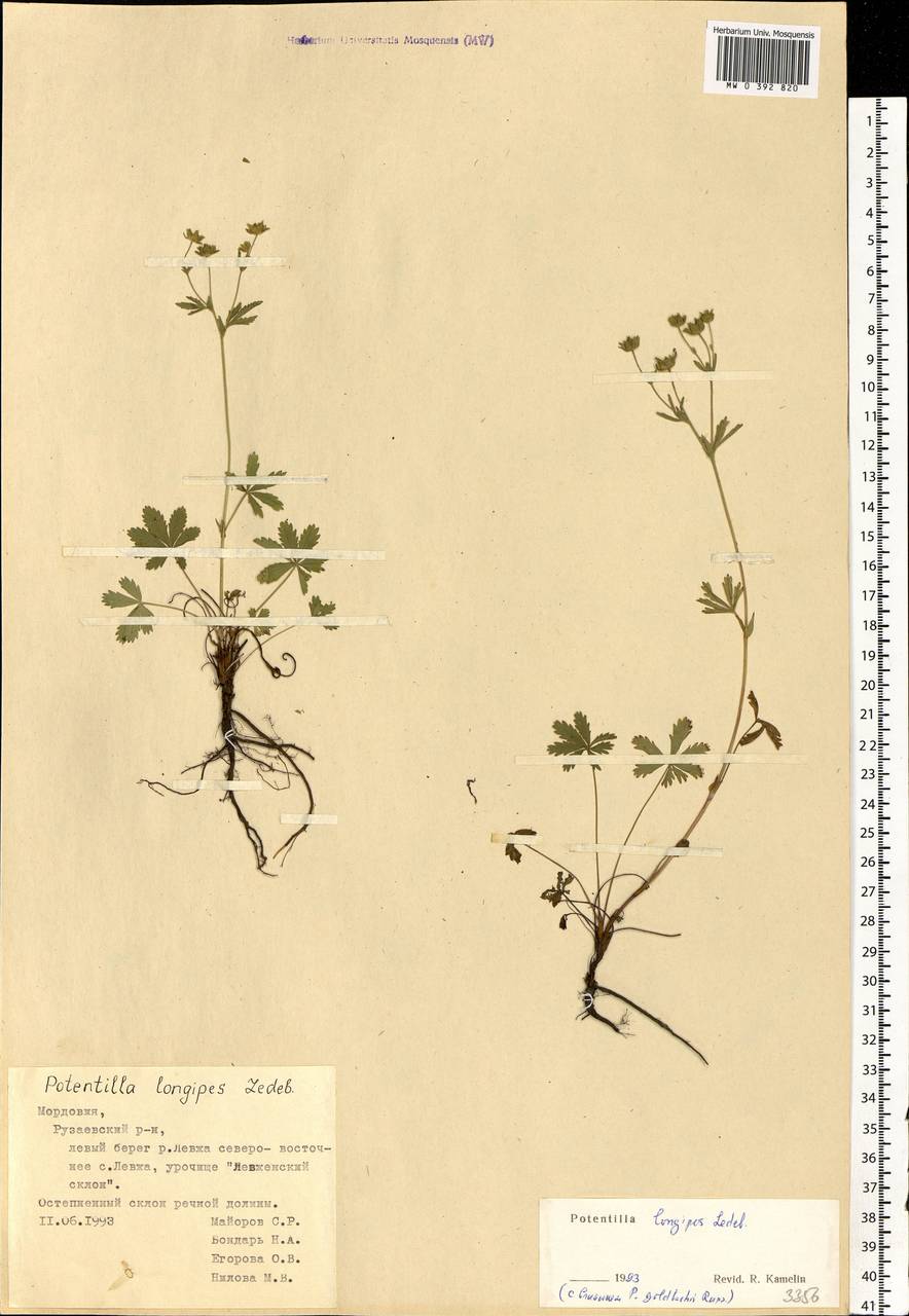 Potentilla longipes Ledeb., Eastern Europe, Middle Volga region (E8) (Russia)