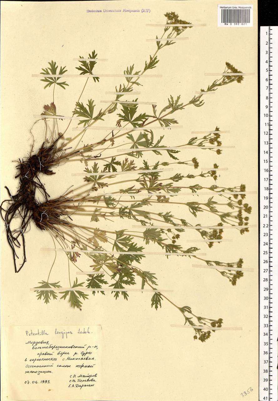 Potentilla longipes Ledeb., Eastern Europe, Middle Volga region (E8) (Russia)