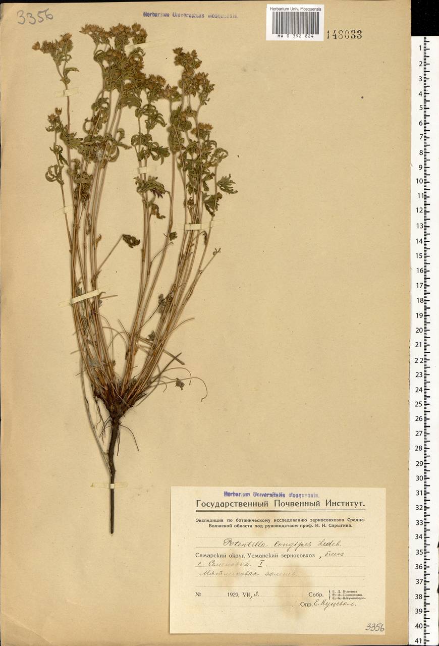 Potentilla longipes Ledeb., Eastern Europe, Middle Volga region (E8) (Russia)