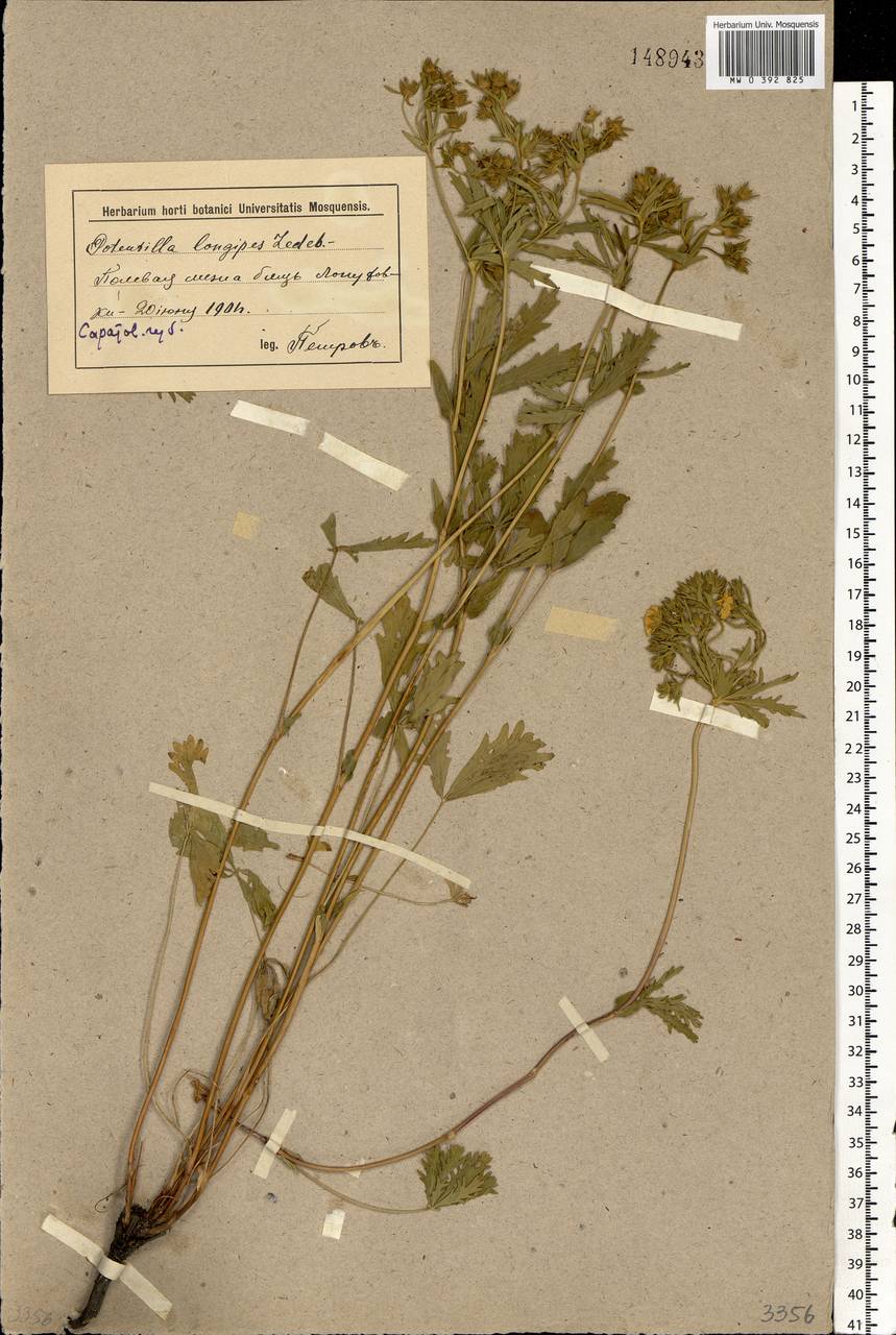 Potentilla longipes Ledeb., Eastern Europe, Lower Volga region (E9) (Russia)