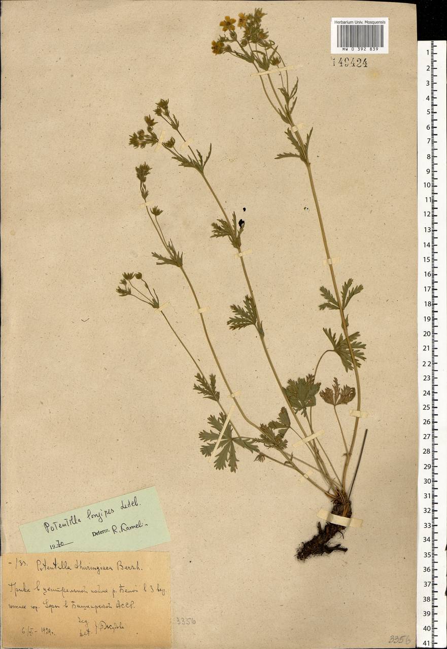 Potentilla longipes Ledeb., Eastern Europe, Eastern region (E10) (Russia)