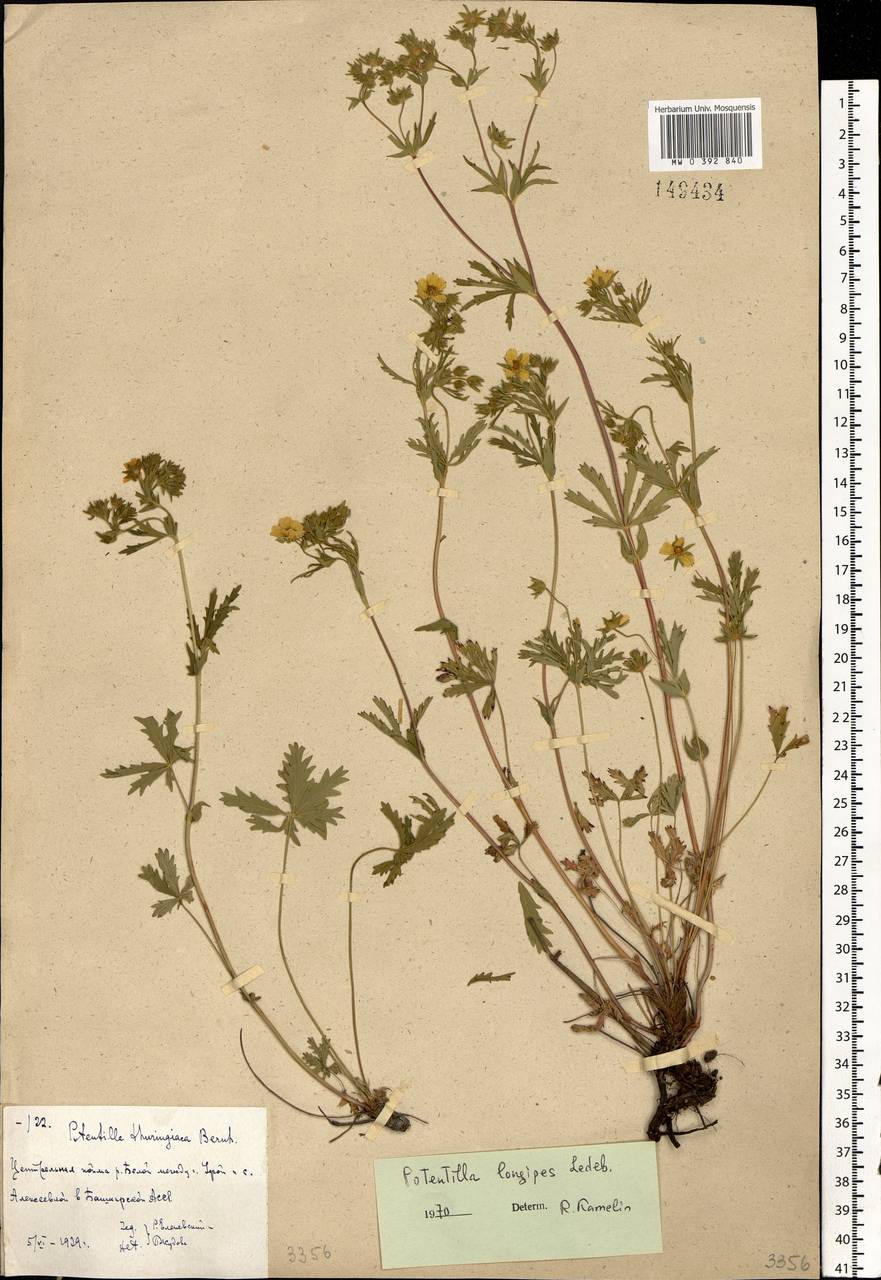 Potentilla longipes Ledeb., Eastern Europe, Eastern region (E10) (Russia)