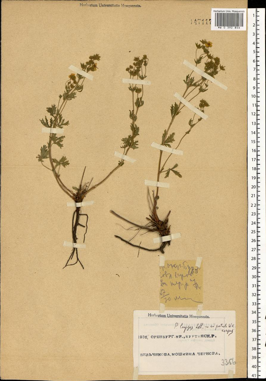 Potentilla longipes Ledeb., Eastern Europe, Eastern region (E10) (Russia)