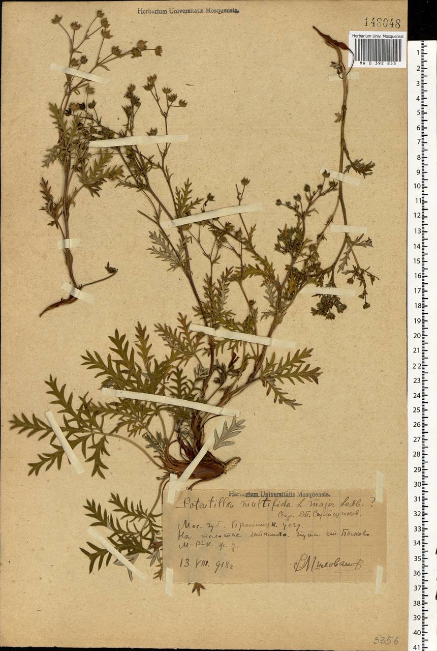 Potentilla multifida L., Eastern Europe, Moscow region (E4a) (Russia)