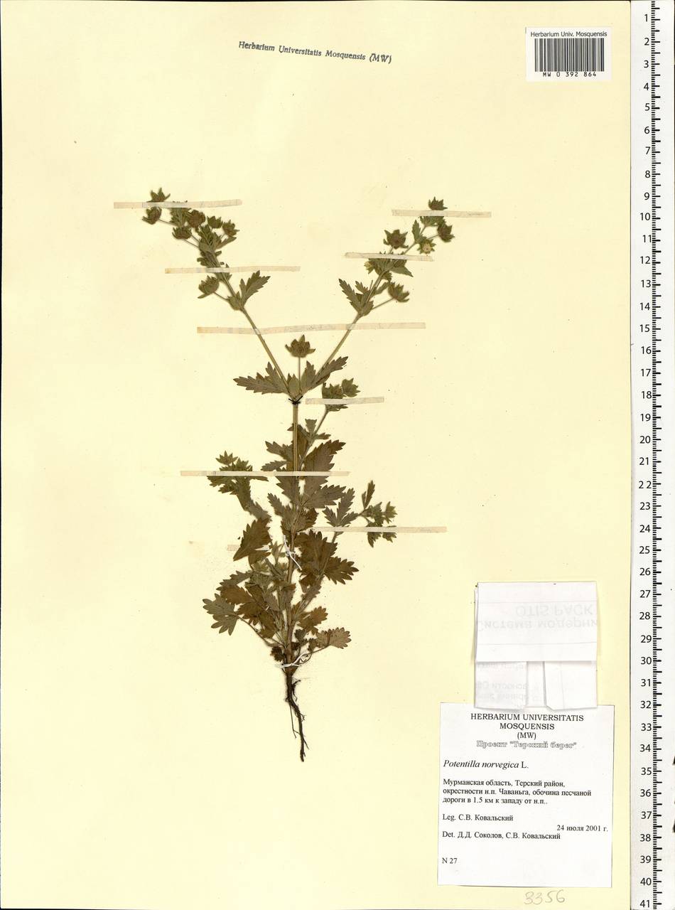 Potentilla norvegica L., Eastern Europe, Northern region (E1) (Russia)