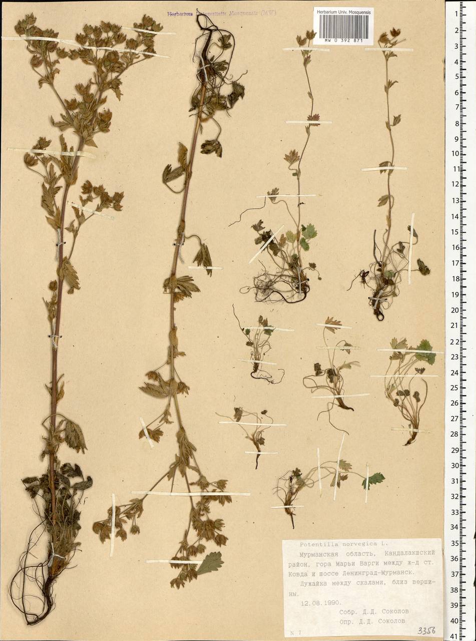 Potentilla norvegica L., Eastern Europe, Northern region (E1) (Russia)