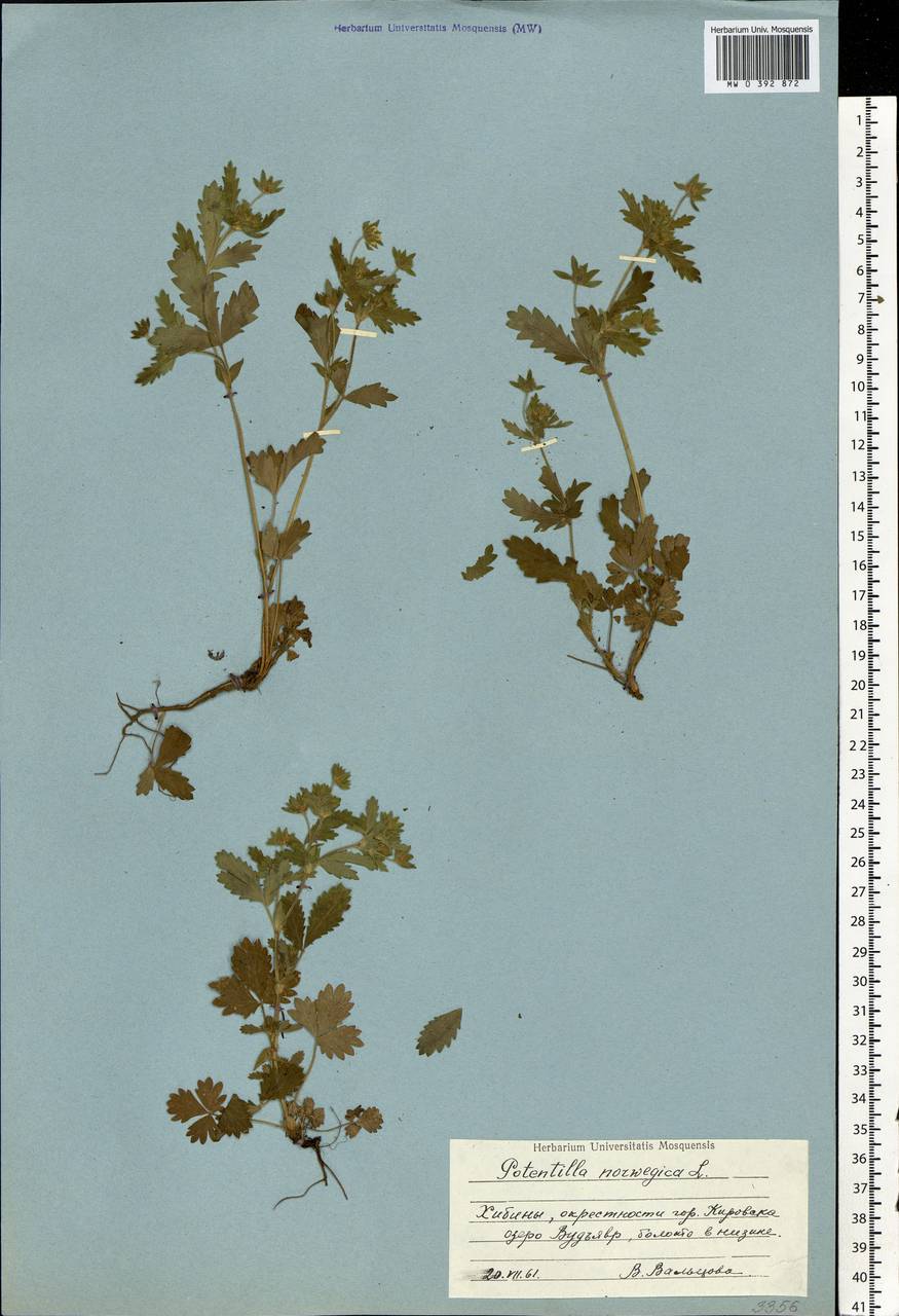 Potentilla norvegica L., Eastern Europe, Northern region (E1) (Russia)