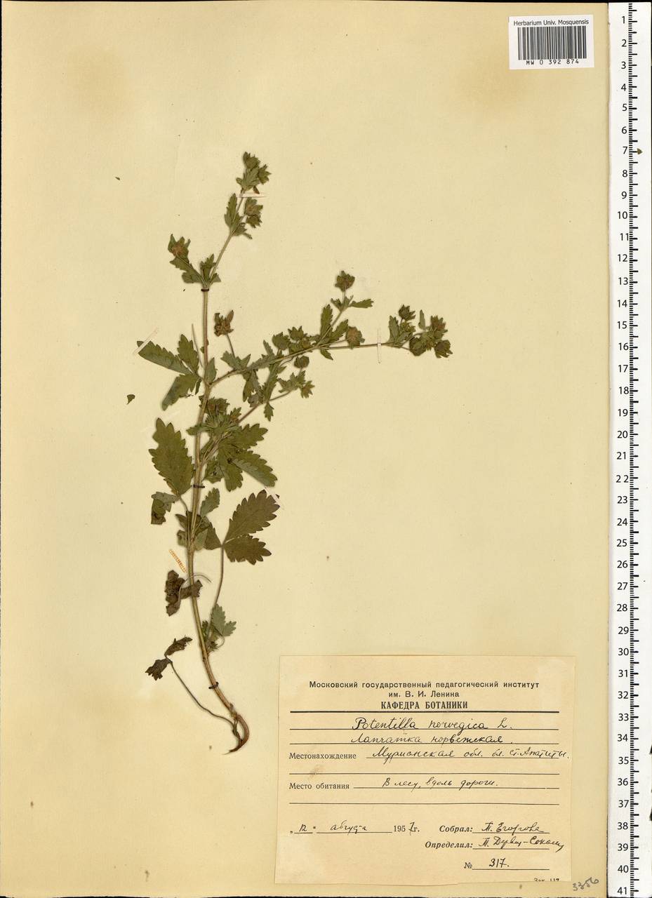 Potentilla norvegica L., Eastern Europe, Northern region (E1) (Russia)