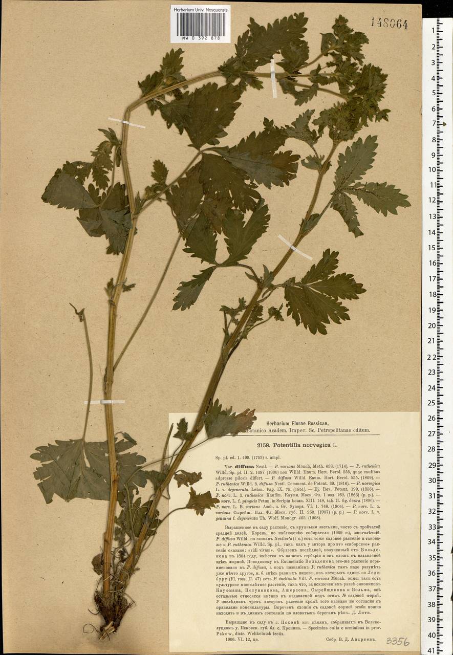 Potentilla norvegica L., Eastern Europe, North-Western region (E2) (Russia)