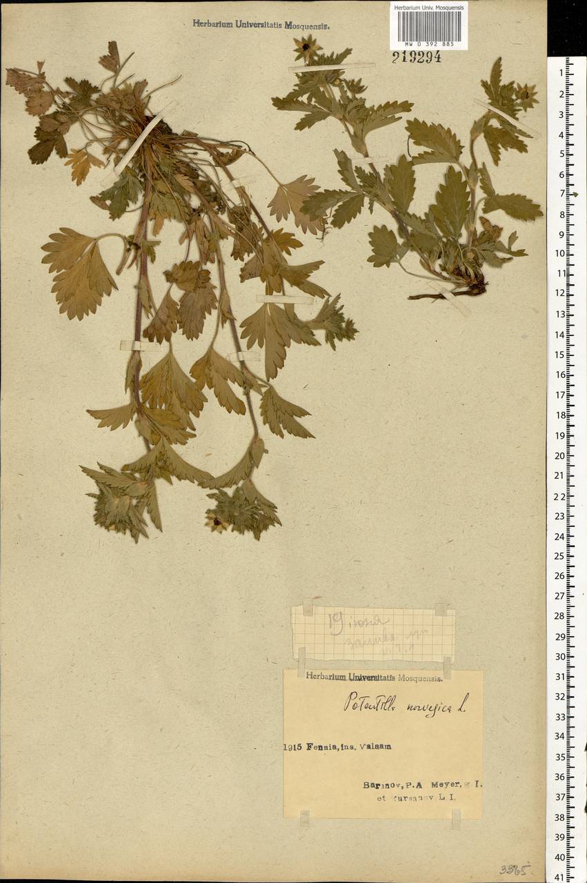 Potentilla norvegica L., Eastern Europe, Northern region (E1) (Russia)