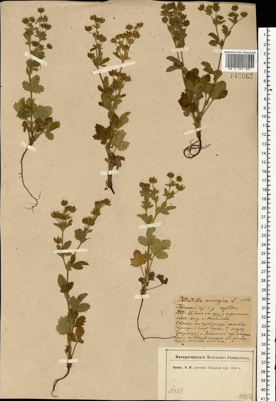 Potentilla norvegica L., Eastern Europe, North-Western region (E2) (Russia)