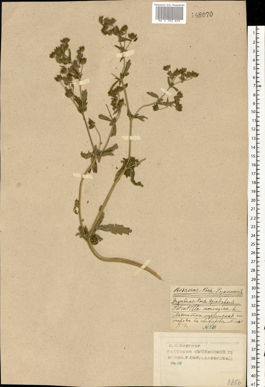 Potentilla norvegica L., Eastern Europe, Western region (E3) (Russia)