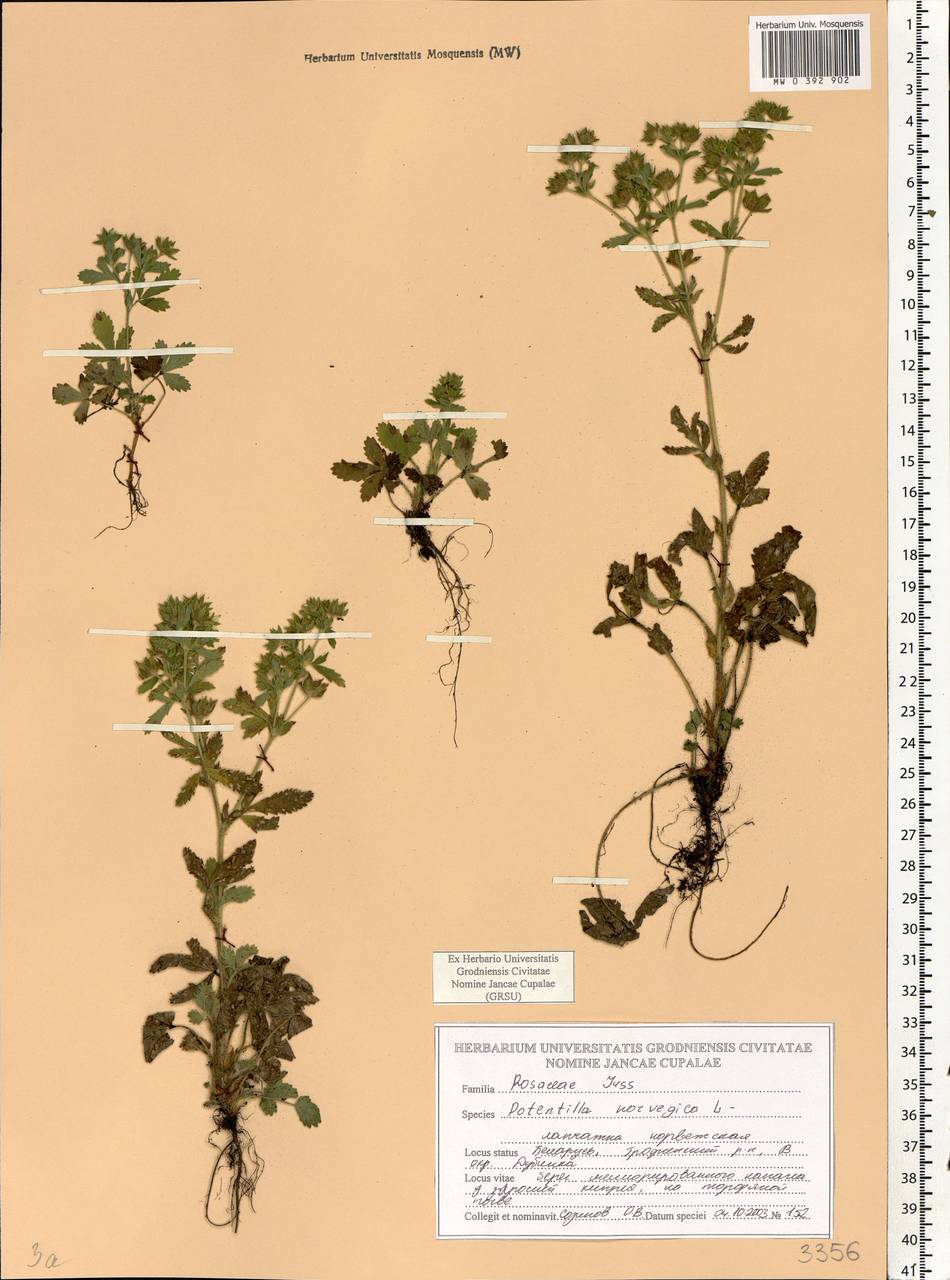 Potentilla norvegica L., Eastern Europe, Belarus (E3a) (Belarus)