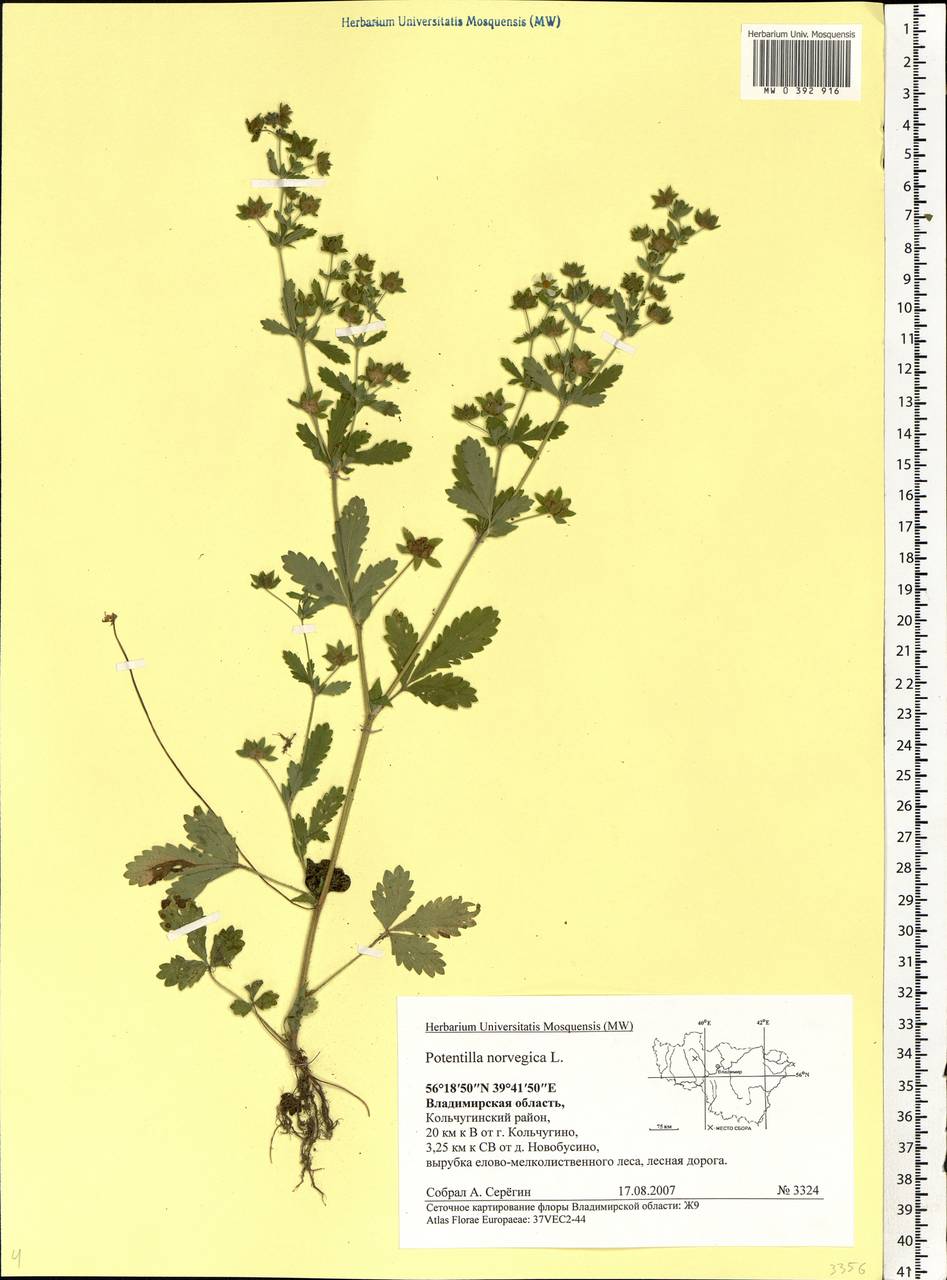 Potentilla norvegica L., Eastern Europe, Central region (E4) (Russia)