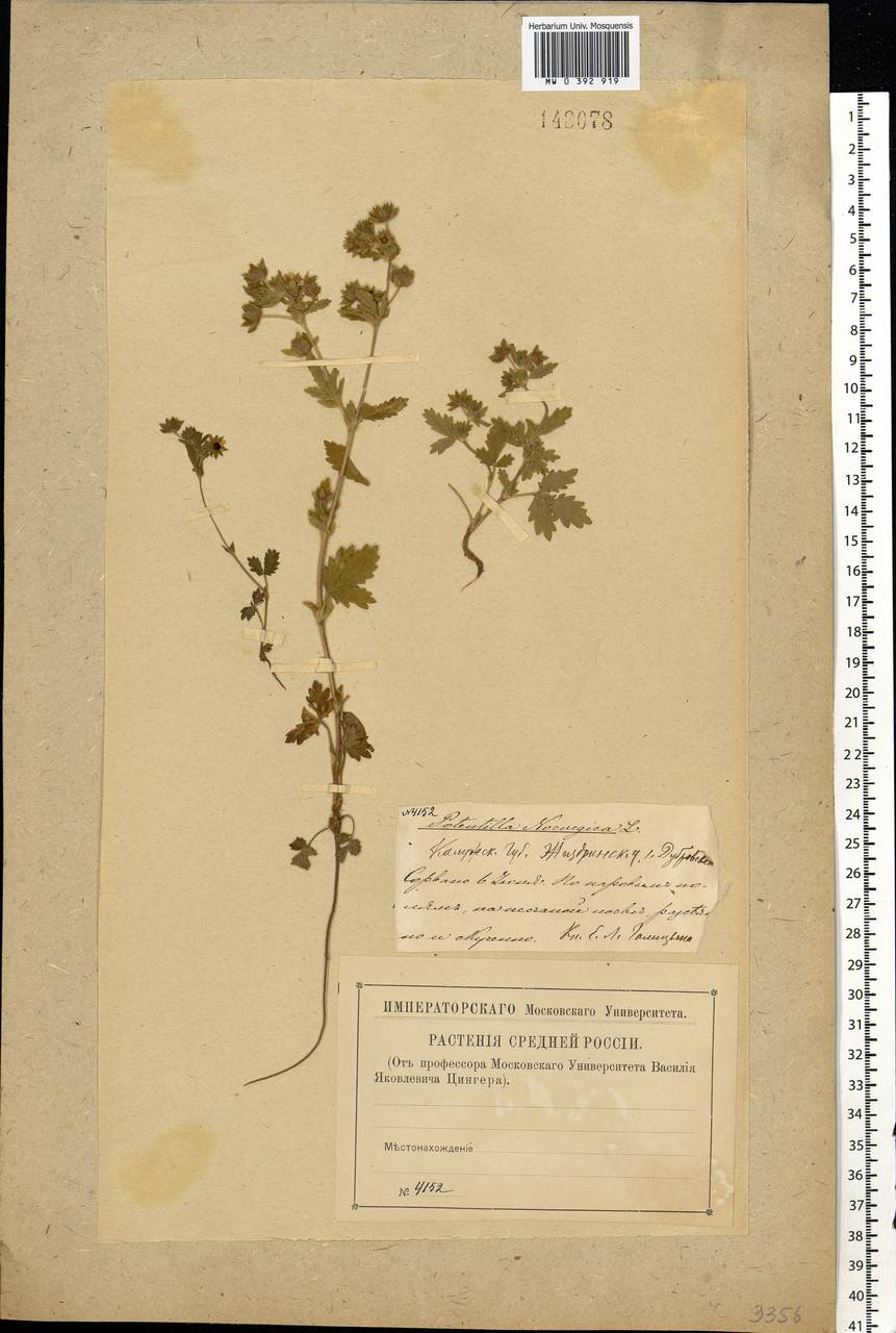 Potentilla norvegica L., Eastern Europe, Central region (E4) (Russia)