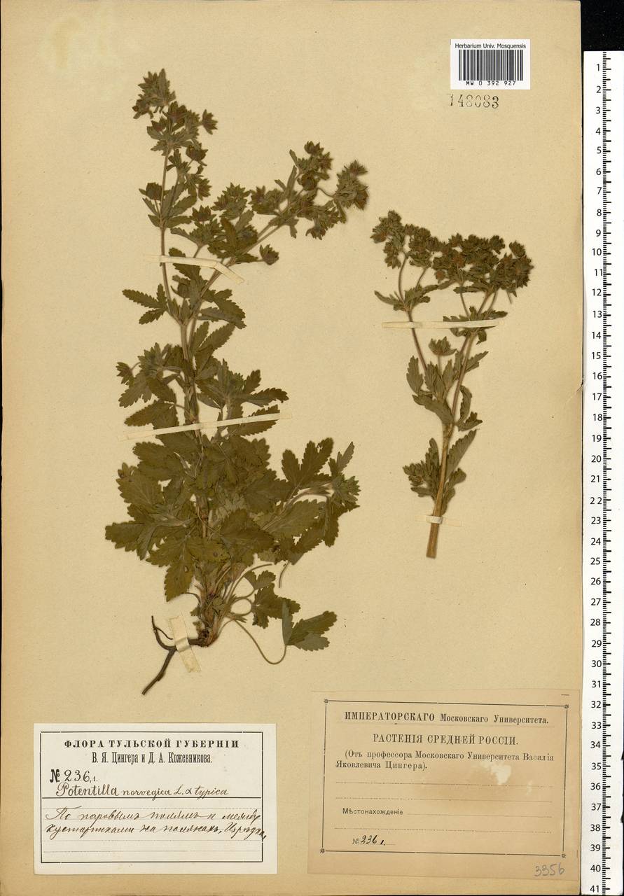 Potentilla norvegica L., Eastern Europe, Central region (E4) (Russia)