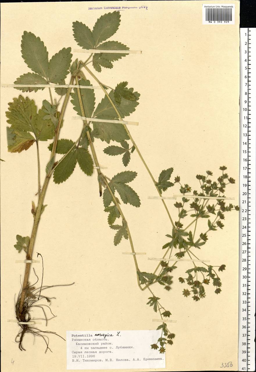 Potentilla norvegica L., Eastern Europe, Central region (E4) (Russia)